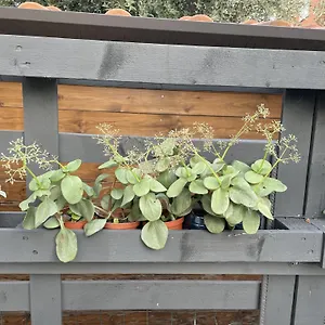 Casa Sivori Sul Di Garda Con Ampio Giardino Apartment Desenzano del Garda